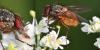 Phaonia rufiventris